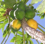 Fresh Papaya for Breakfast