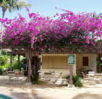 Bougainvillea at the pavillion