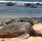 Turtles sightings are frequent!