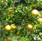 our favorite lemon tree