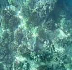 We boast some of the best cauliflower coral gardens in the world.