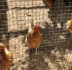 Say hi to the girls and get fresh eggs everyday!