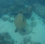 Cruising with the turtles😄