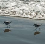 Sandpipers on the beach