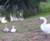 Check out the baby swans
