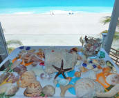 Fresh shells collected from a morning walk on the beach