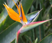 Bird of Paradise