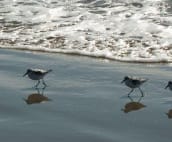Sandpipers on the beach