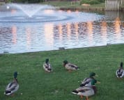 Lots of ducks to feed