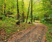 Giles Road - Lane leading to cabin from Rt. 153