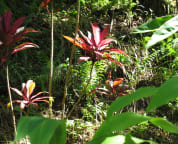Red Tea Leaf
