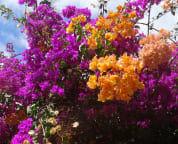 Enjoy the colorful flowers at Maui Banyan. Well maintained and pretty flowers.