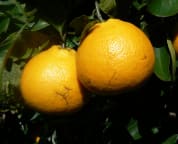 Fresh Orange Juice Straight from the Trees