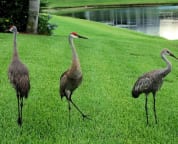 Wildlife - Bring Your Camera
