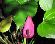 Antheriums