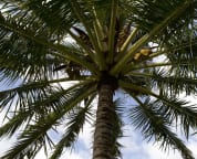 Fresh Coconut Water Available Right on Property