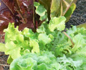 Fresh Lettuce from the Veggie Garden