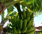 Yup, that's right, banana trees right near the swimming pool