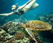 A common encounter with a resident 'honu' directly in front of Hale Honu
