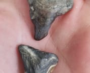 When you're walking the beach, keep an eye out for fossilized shark teeth - these are over 10 million years old