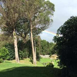 Rainbow in yard -view from the deck