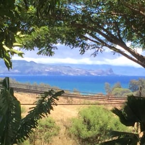 View from mango treehouse