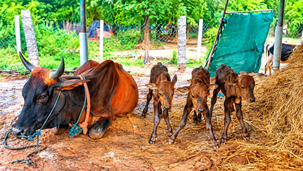 விருத்தாசலம் அருகே அதிசயம்!