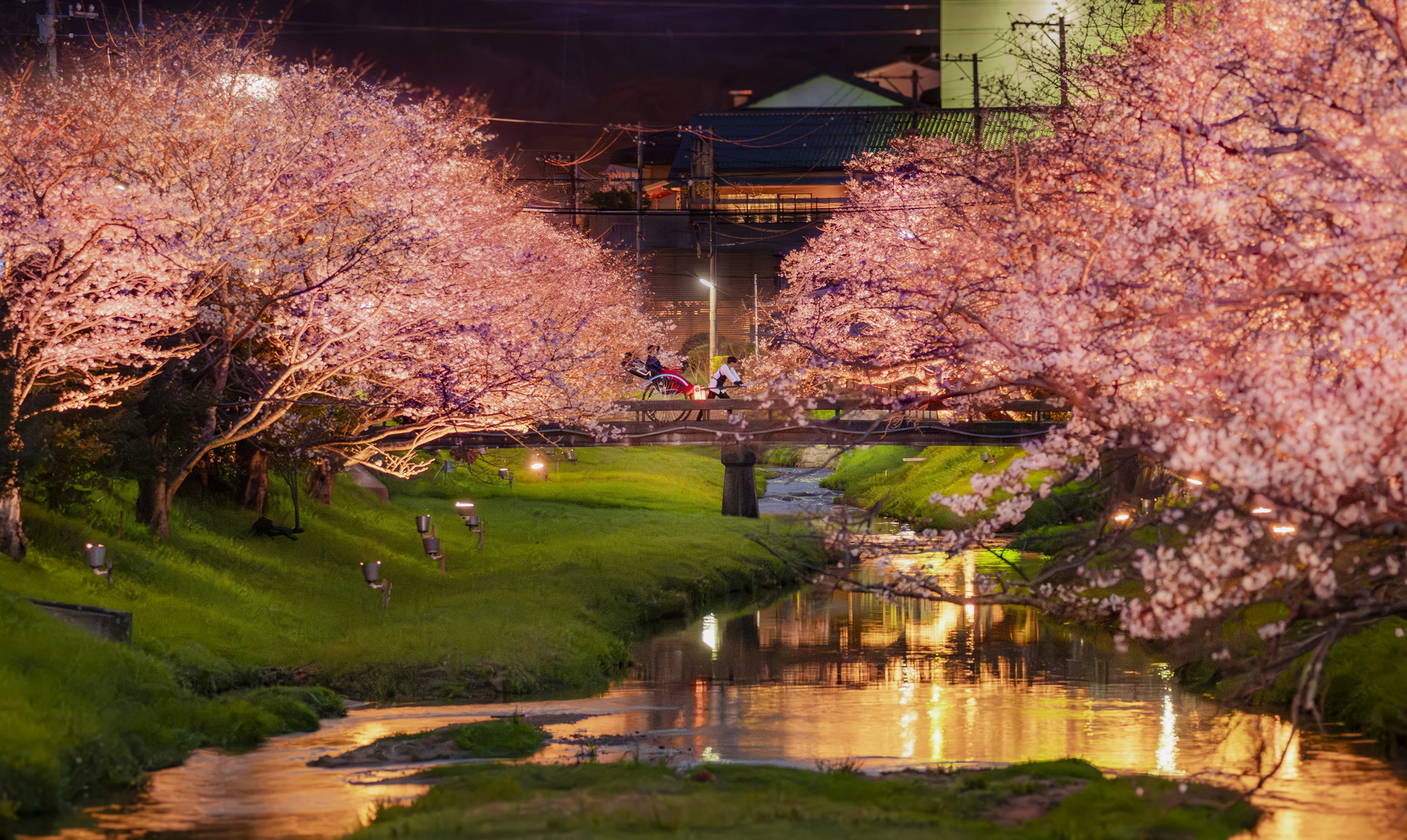 桜並木と美肌の湯に包まれる、玉造温泉の花見旅 - 界 玉造 | 星野