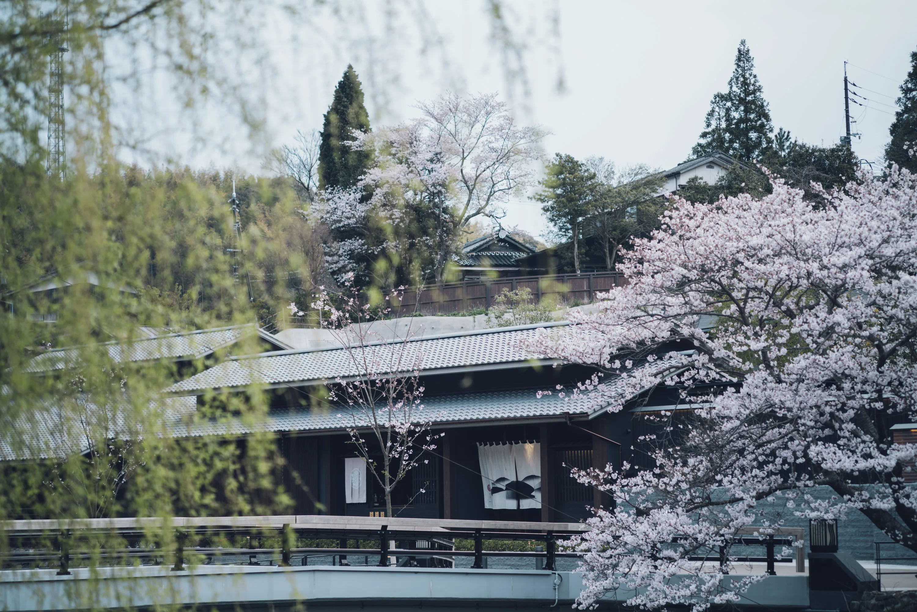 桜咲く温泉街で春らんまん - 界 長門 | 星野リゾート【公式】