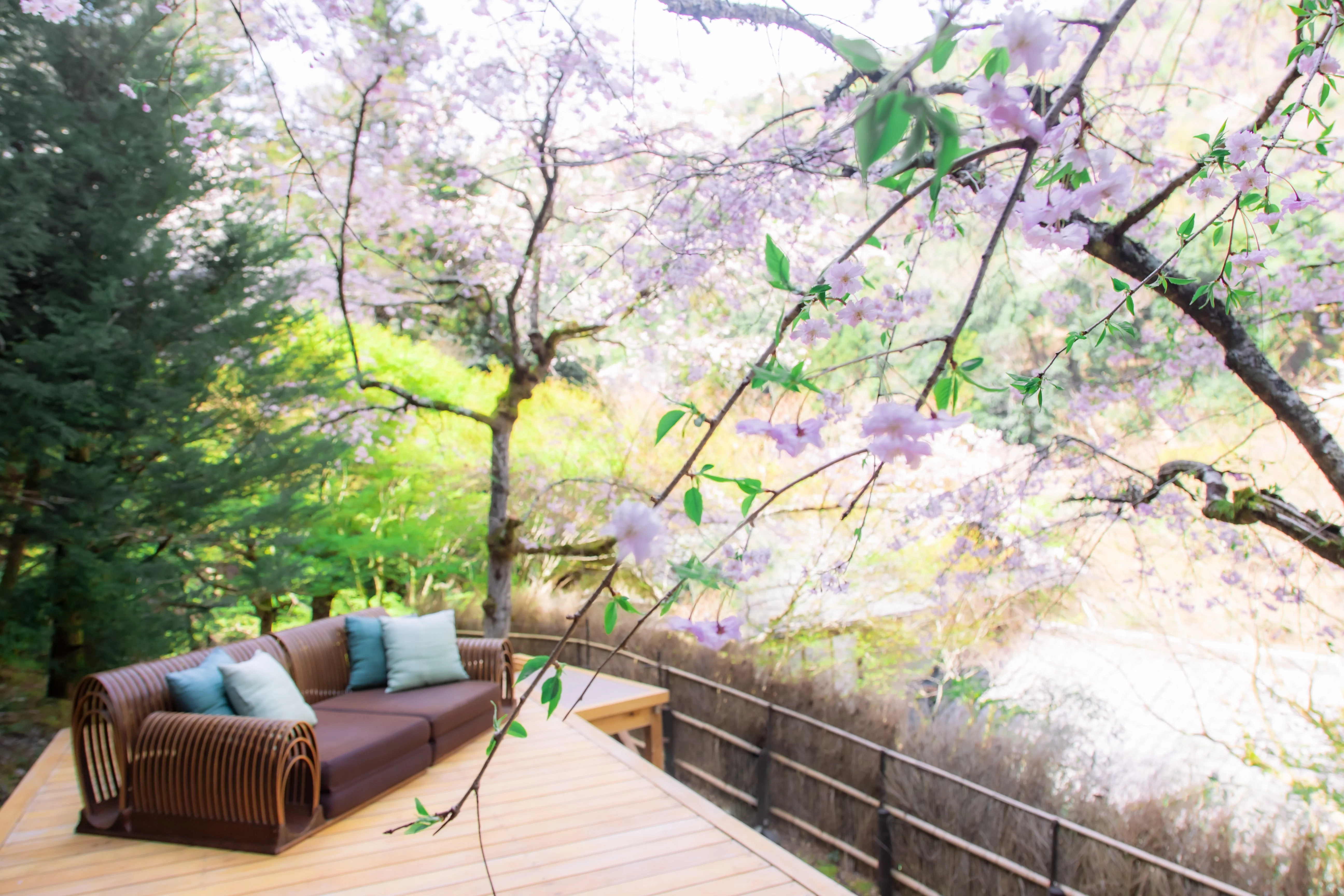 奥嵐山の静寂に身を委ね、心ゆくまで桜を愛でる - 星のや京都 | 星野