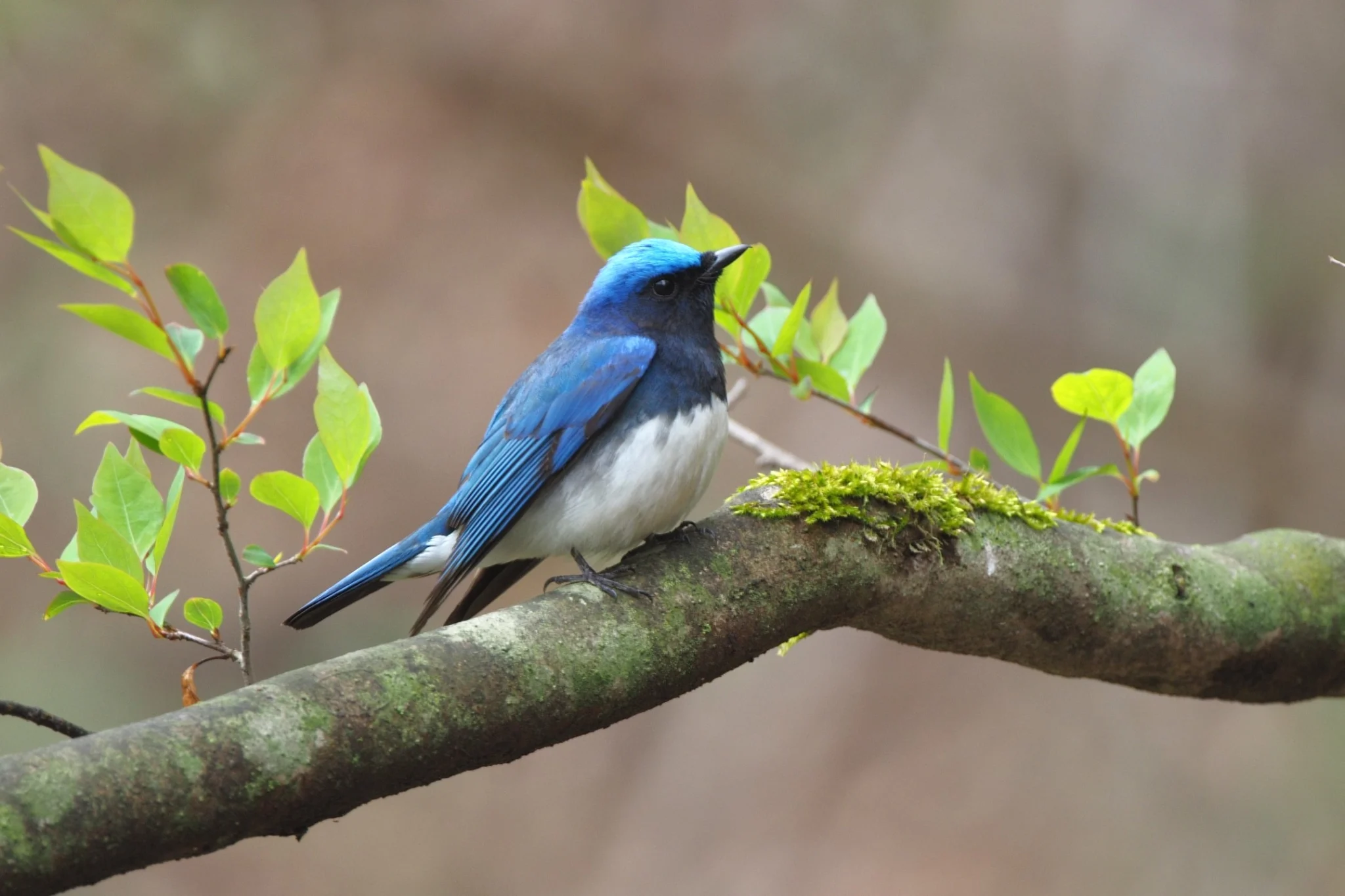 バードウォッチングの軽井沢のベストシーズン到来！ - ピッキオ | 星野