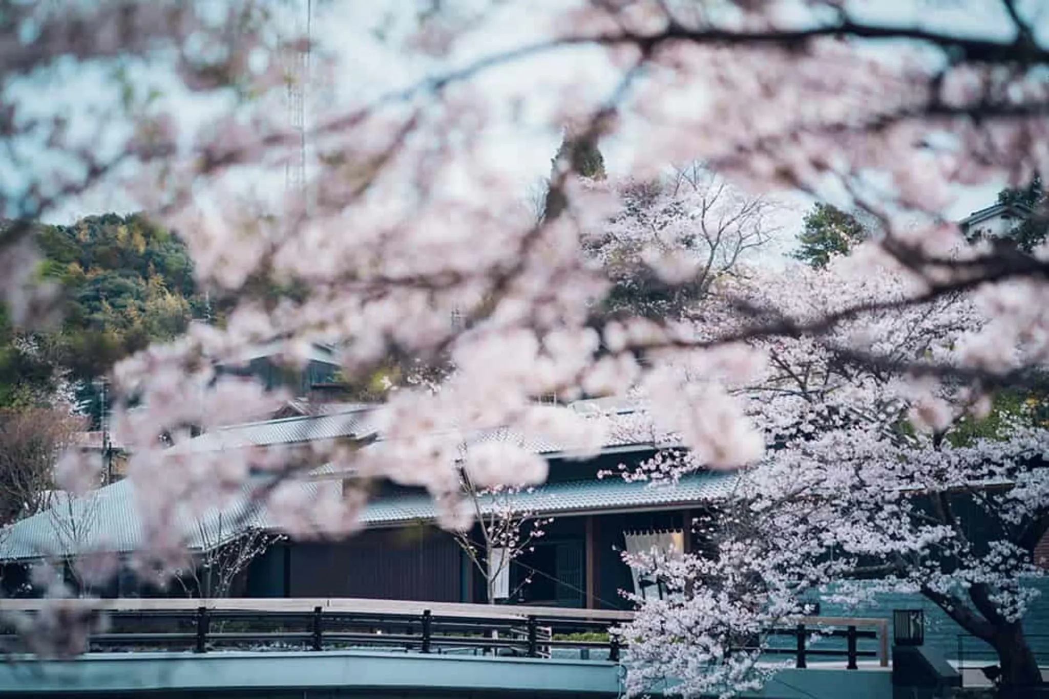 KAINagato_spring2.webp