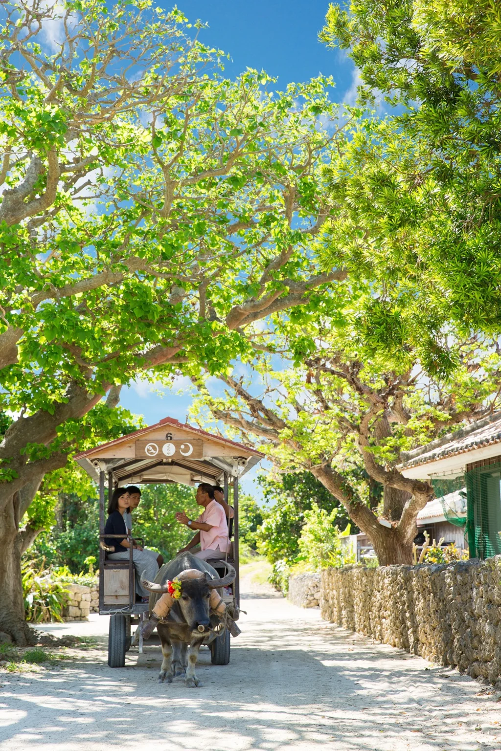 星のや竹富島_朝の静けさ_水牛車