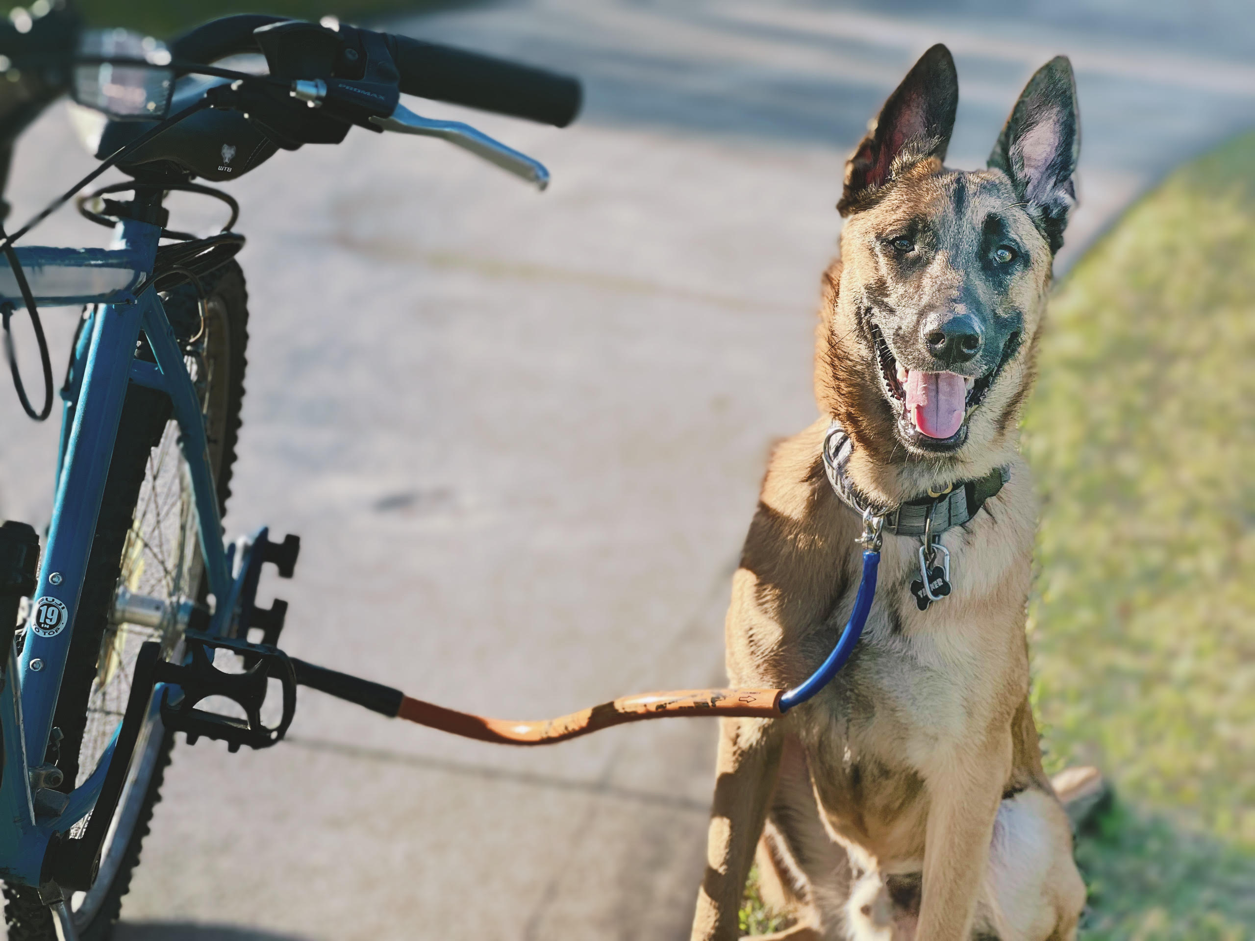 Products Bike Tow Leash Bike Tow Leash Qwoted
