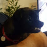 profile placeholder