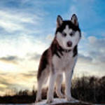 profile placeholder