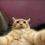 profile placeholder