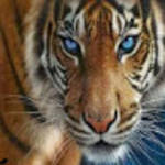 profile placeholder