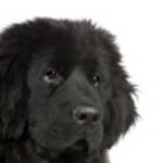 profile placeholder