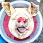 profile placeholder