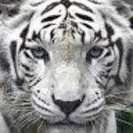 profile placeholder