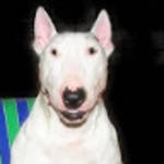 profile placeholder