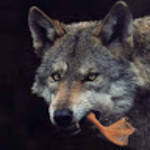 profile placeholder