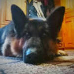 profile placeholder