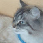 profile placeholder