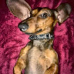 profile placeholder
