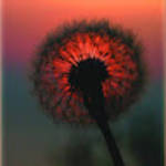 profile placeholder
