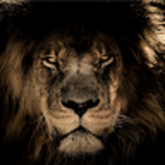 profile placeholder