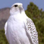 profile placeholder