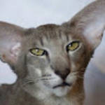 profile placeholder